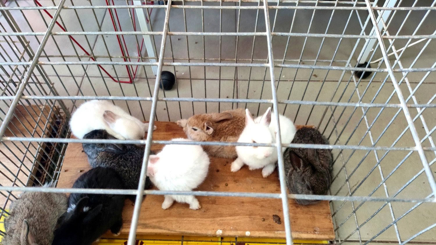Pequenos animais disponíveis na Flor da Terra