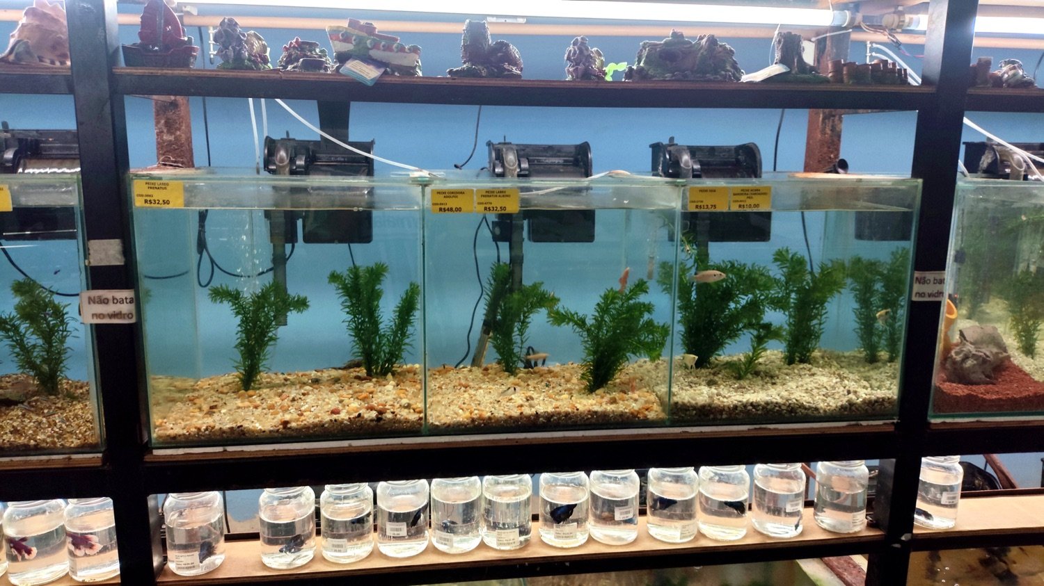 Peixes ornamentais e aquários na Flor da Terra